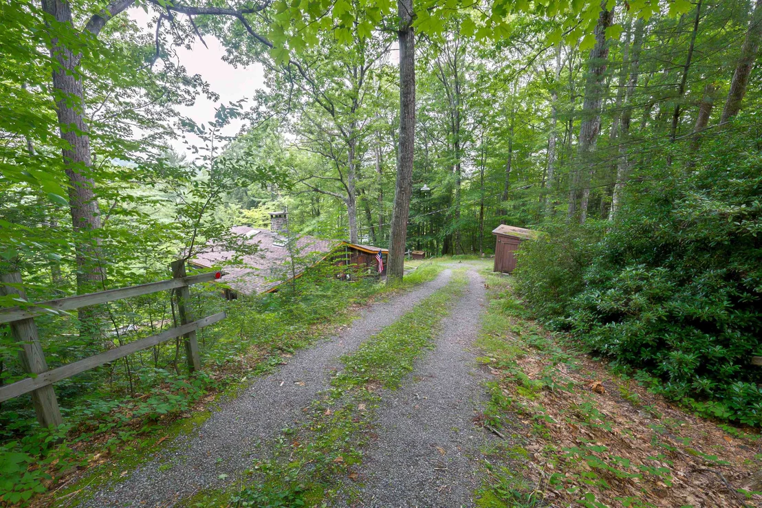 Photo of 66 White Birch