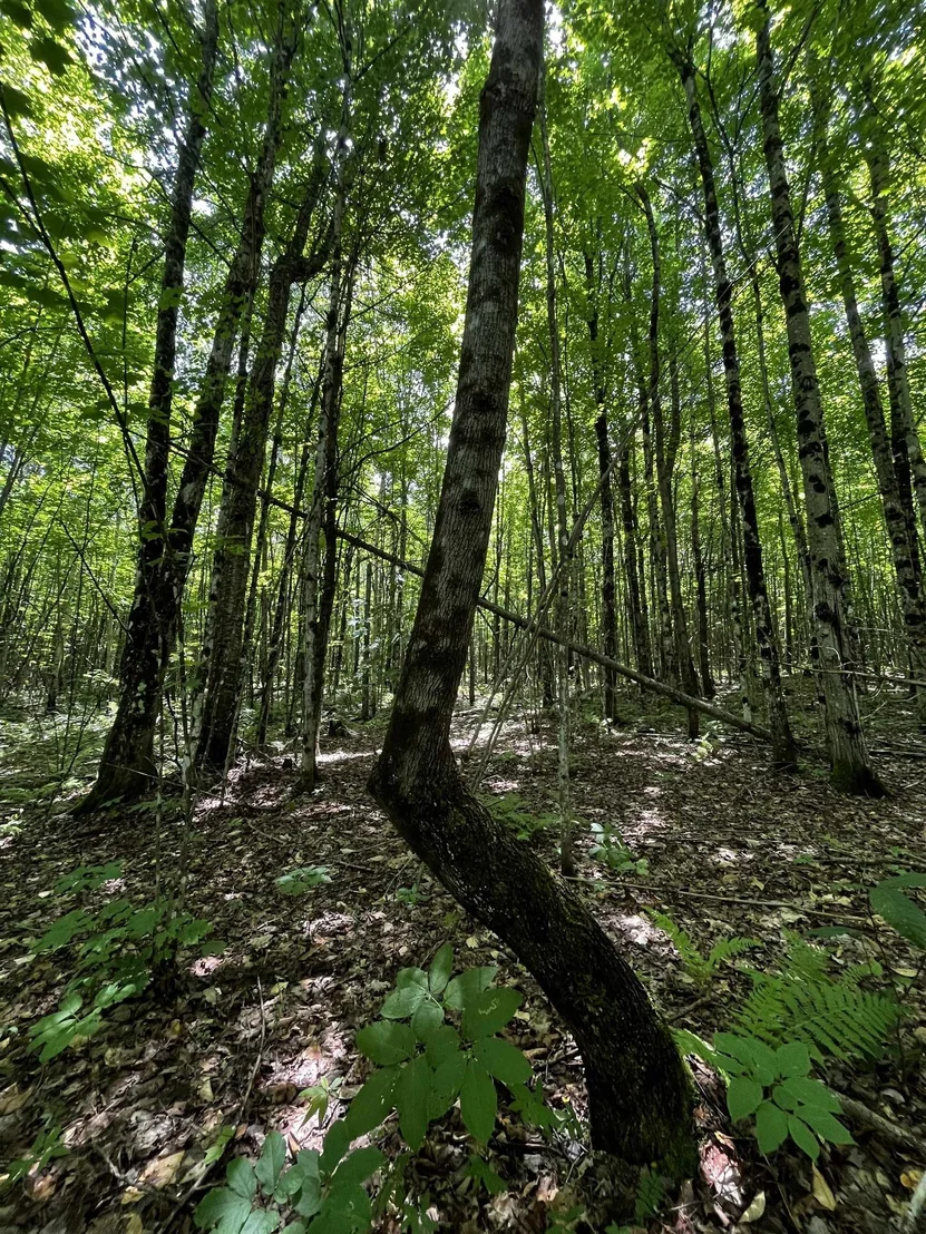 Photo of 00 Leclair