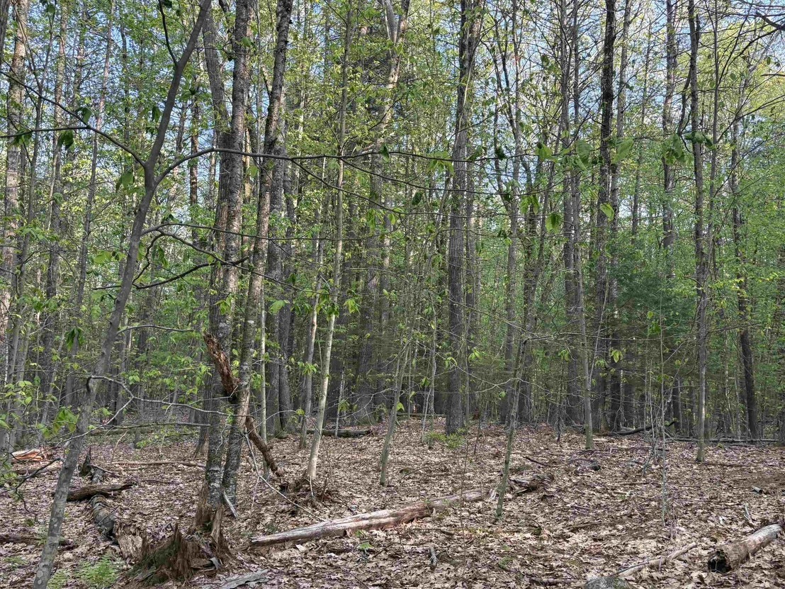 Photo of Lot 80 Currier