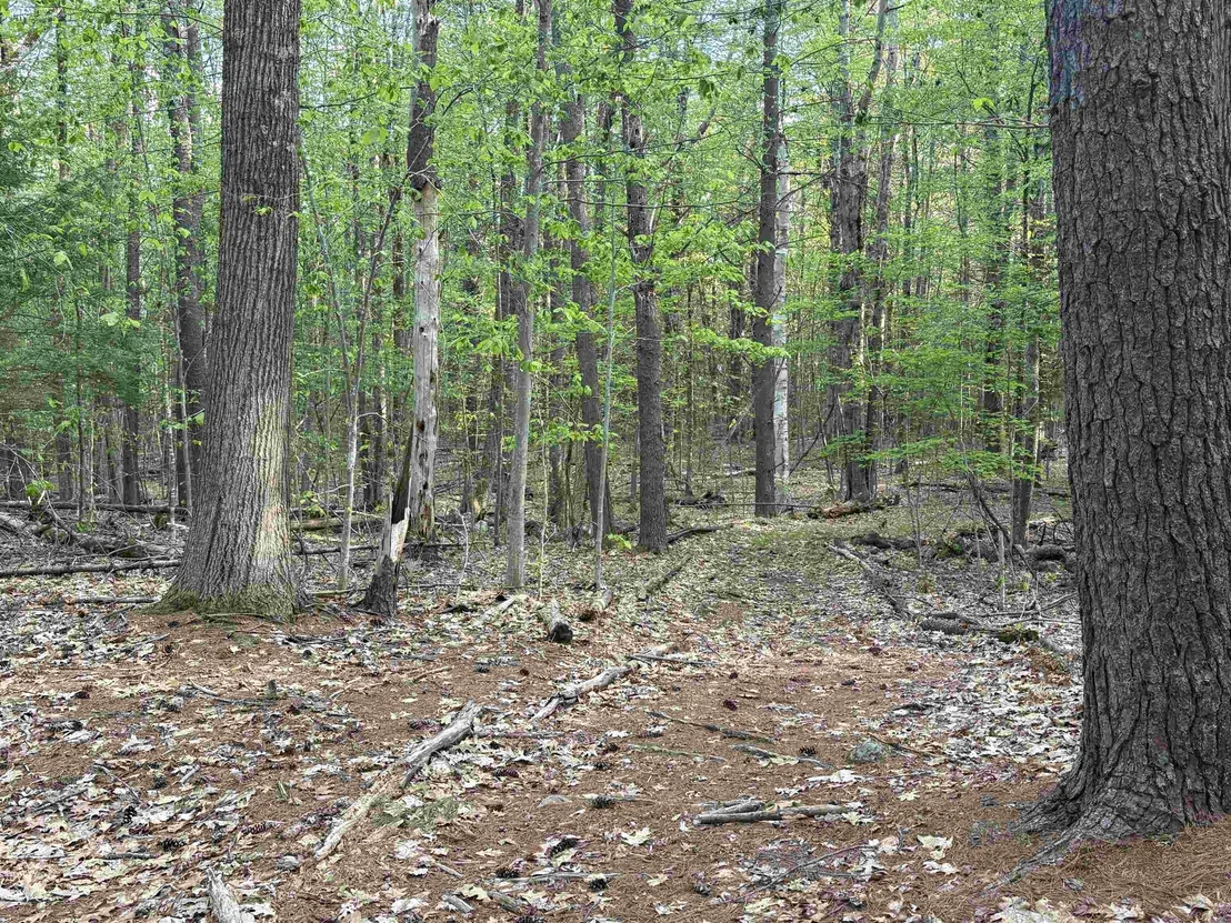 Photo of Lot 80 Currier
