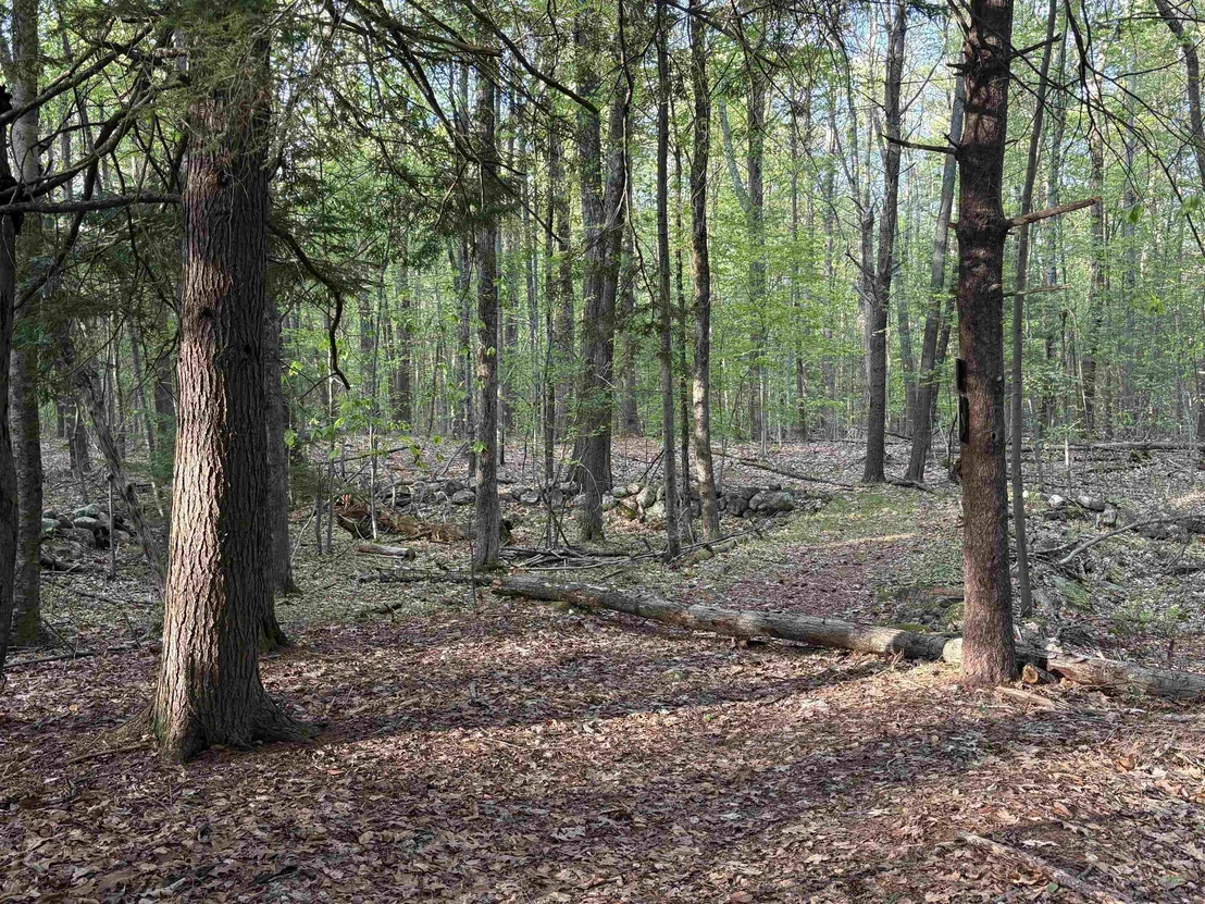 Photo of Lot 80 Currier