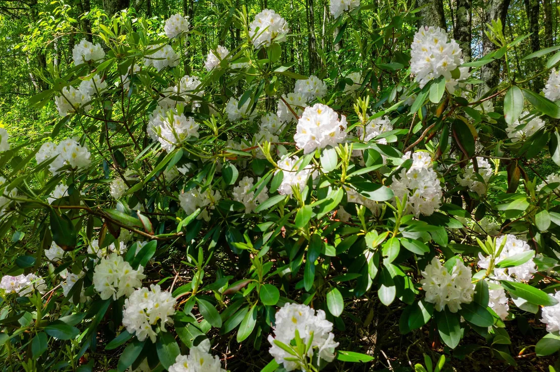 Photo of 365 Greeley Shunpike