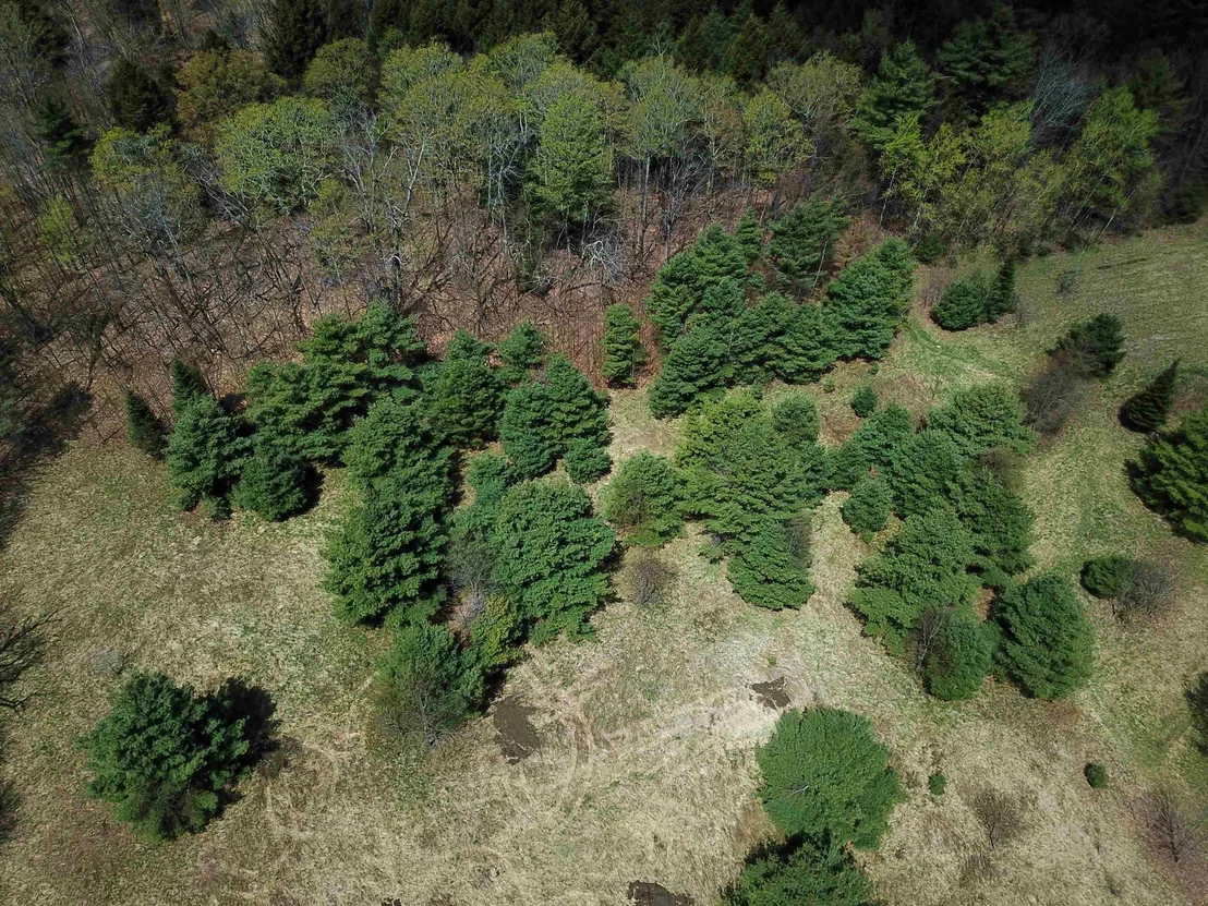 Photo of 667 Cemetery