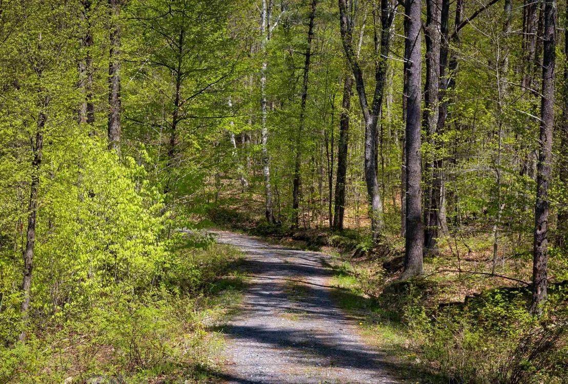 Photo of 189 Shagbark