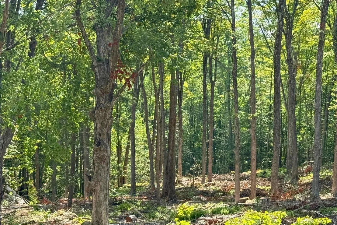 Photo of Lot 9-1 Roxbury