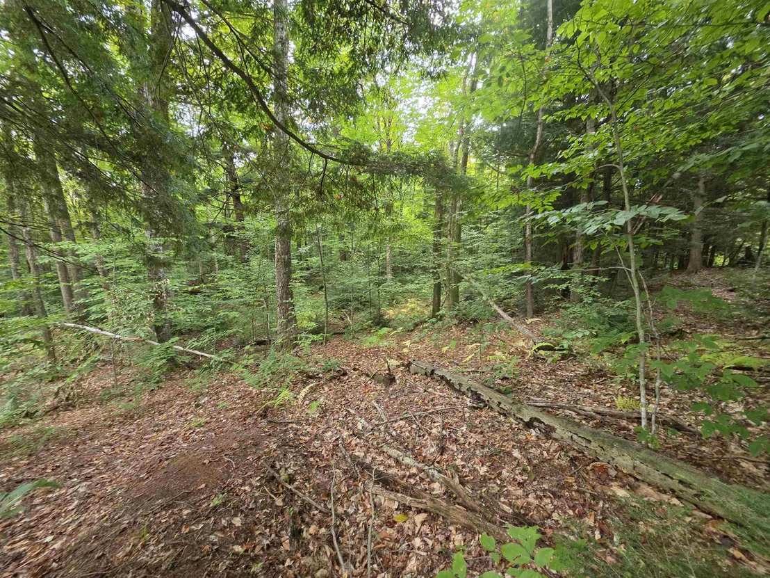 Photo of Lot#7 Woodland