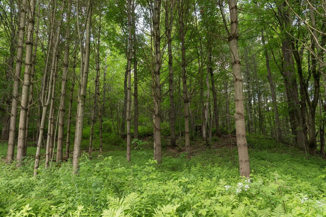 Photo of 261 VT Route 15E