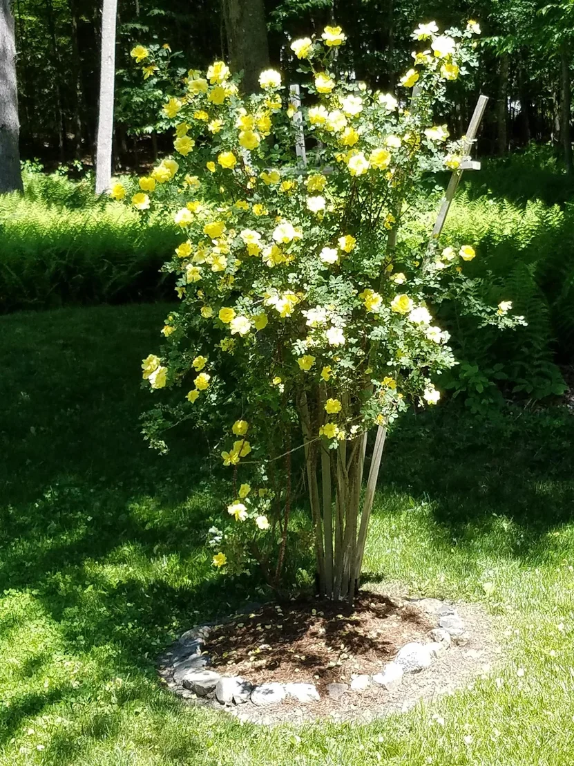 Photo of 455 Hawk Pine