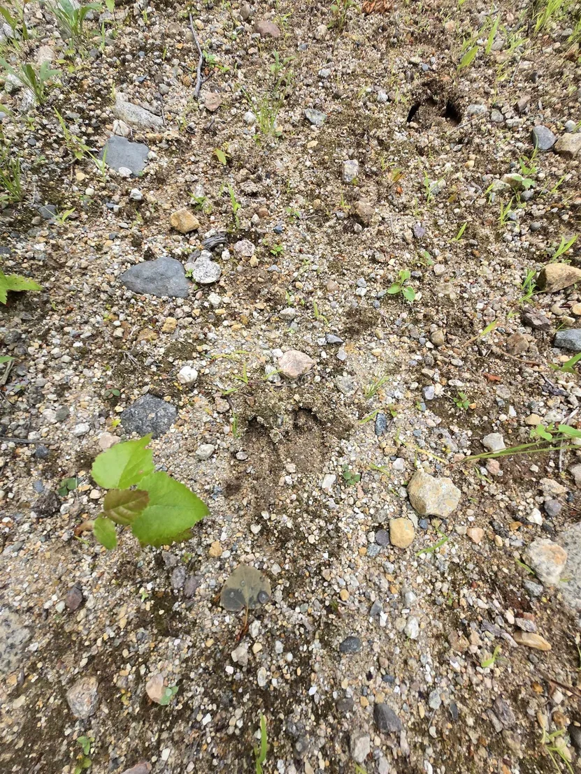 Photo of Lot 11 Brownfield