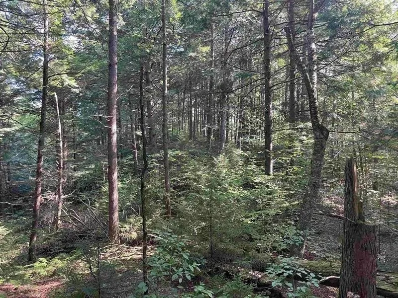 Photo of 00 Brown