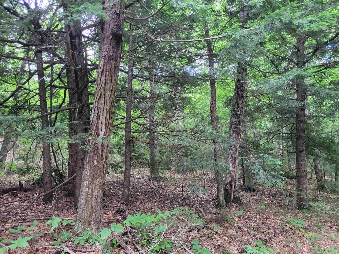 Photo of Lot 2 Bear Mountain