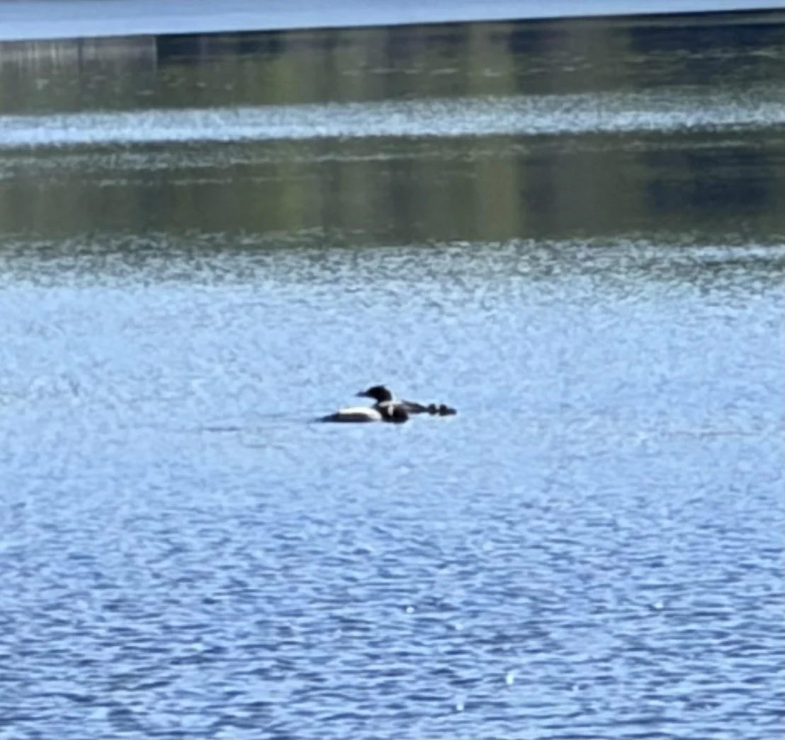 Photo of 263 Cedar Pond