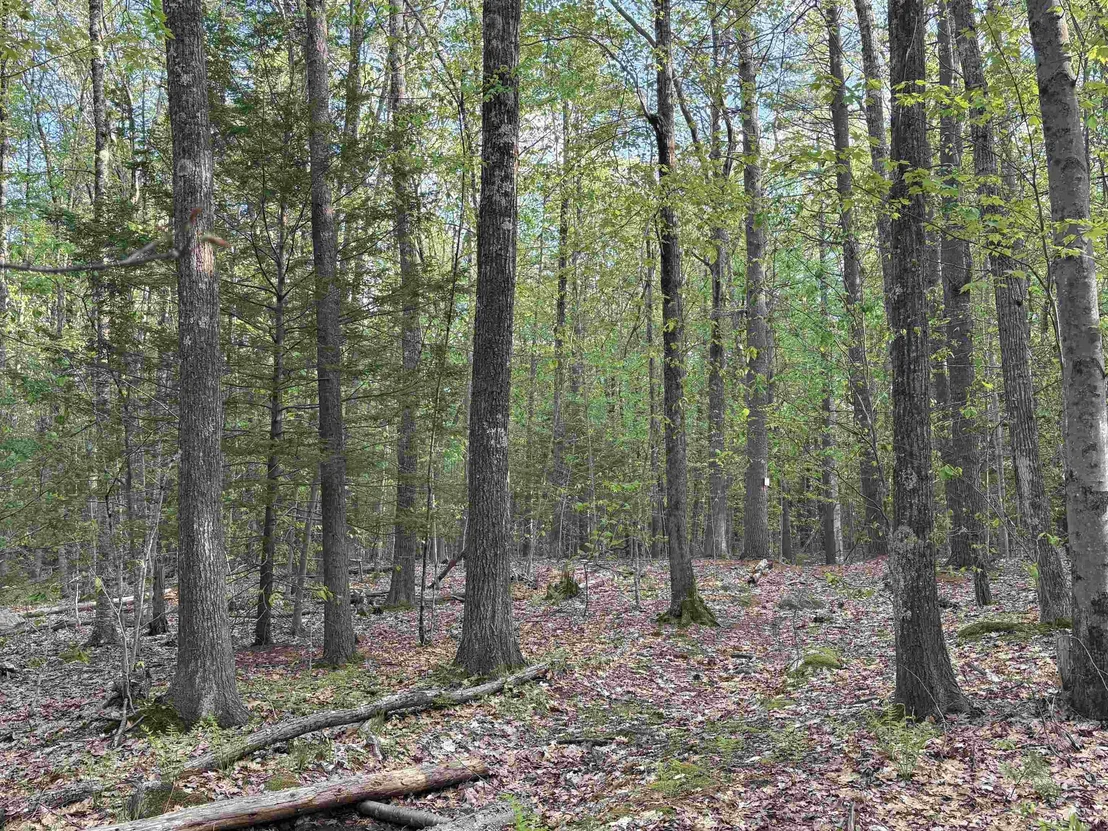 Photo of Lot 80 Currier