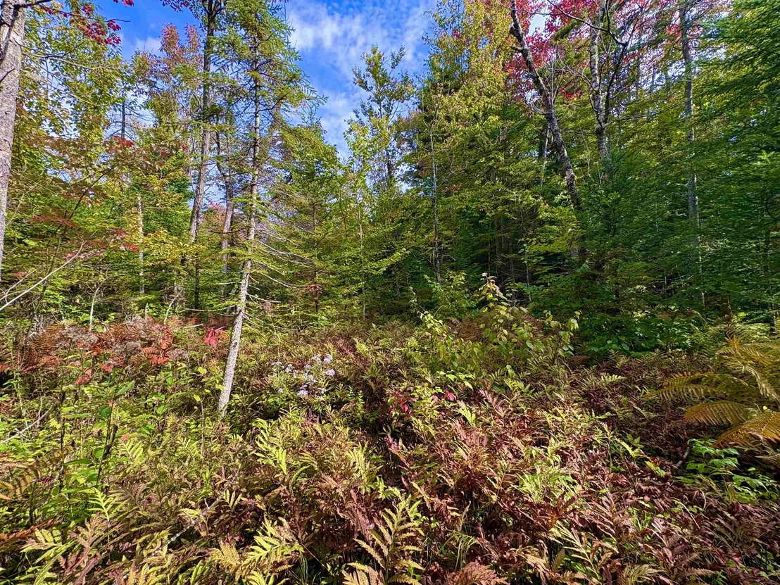 Photo of 0 Partridge Hollow