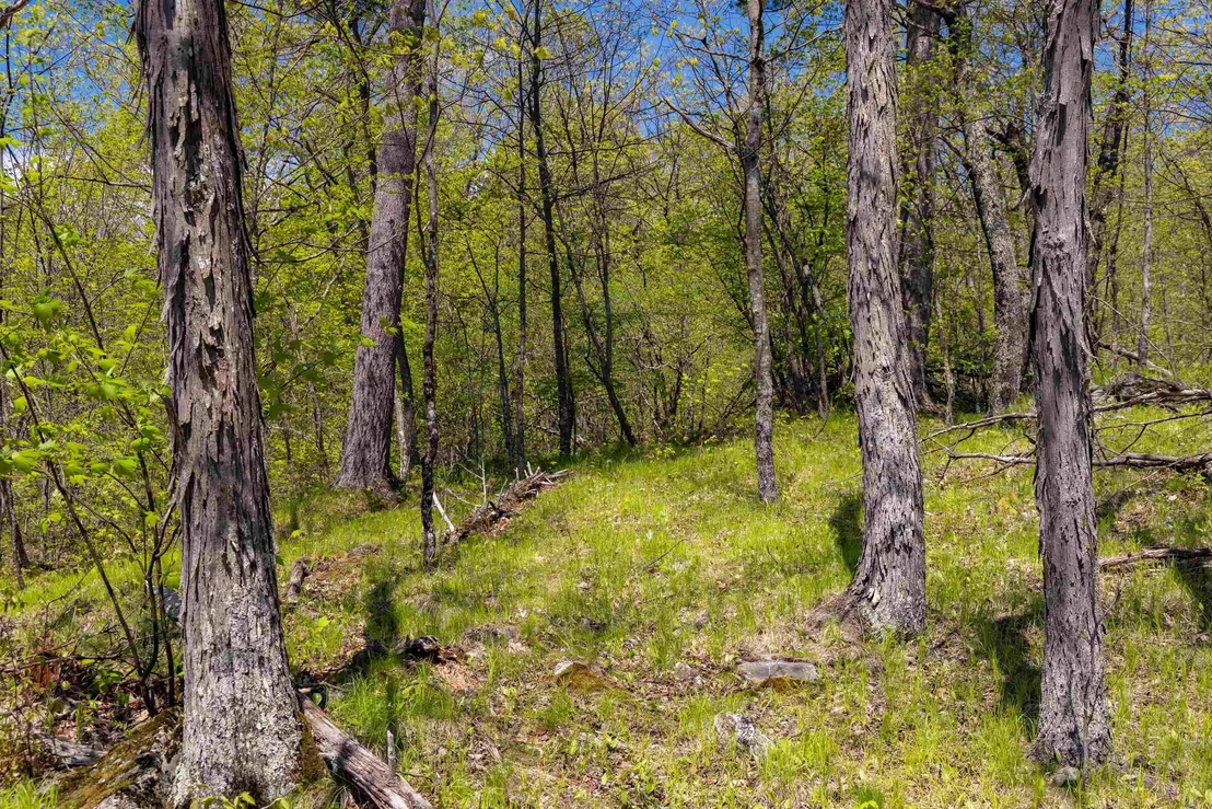 Photo of 189 Shagbark