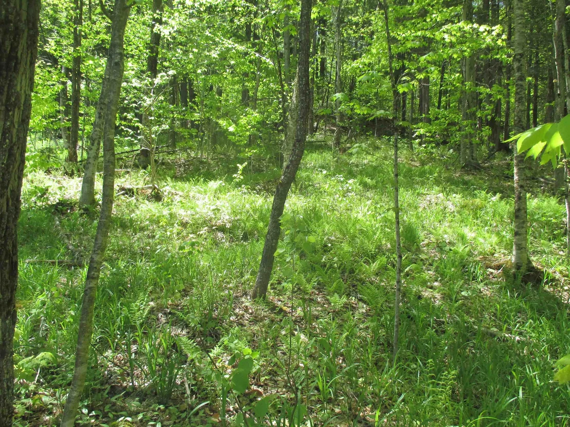 Photo of 798 Ballground