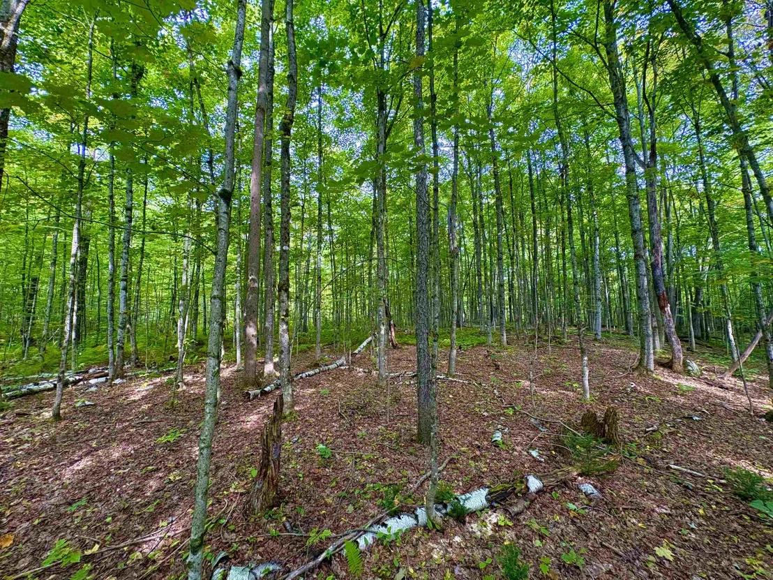 Photo of 0 Partridge Hollow