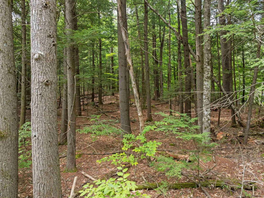 Photo of 32 Forest Pond