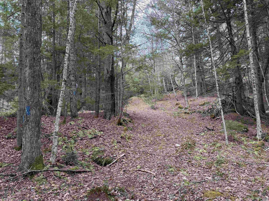 Photo of 37 Maple