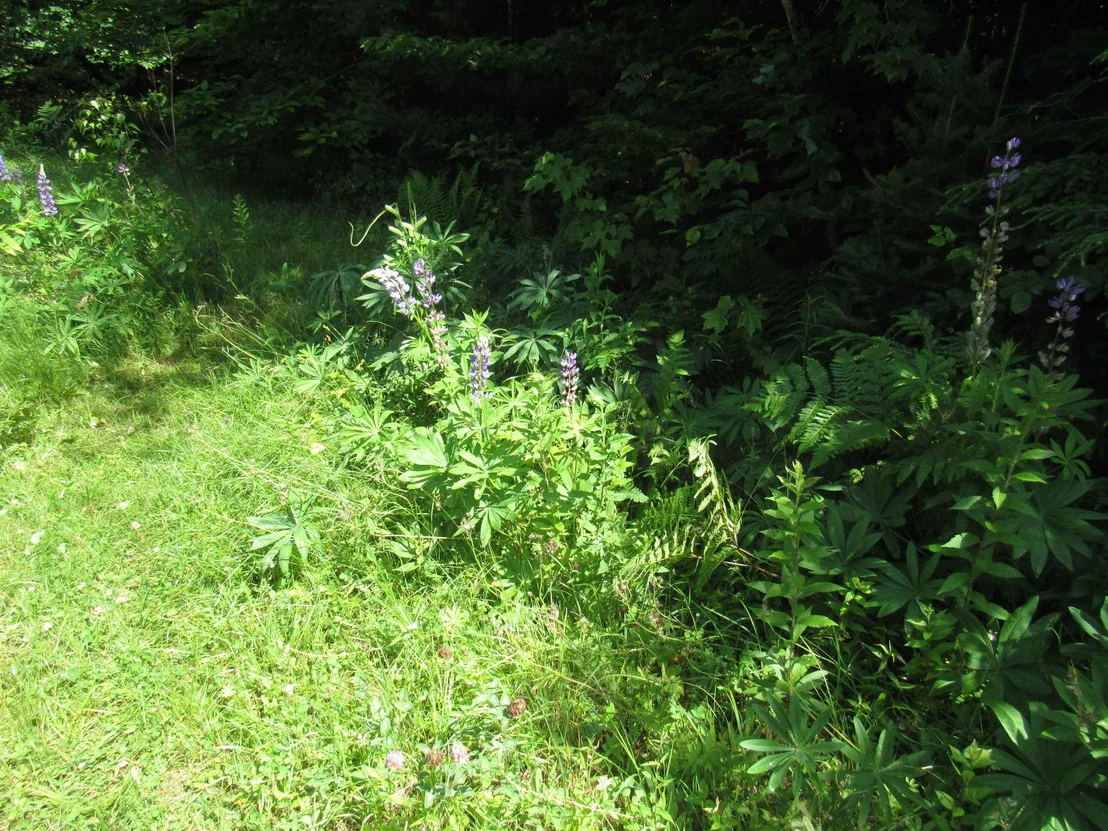 Photo of 1239 Baldwin Brook