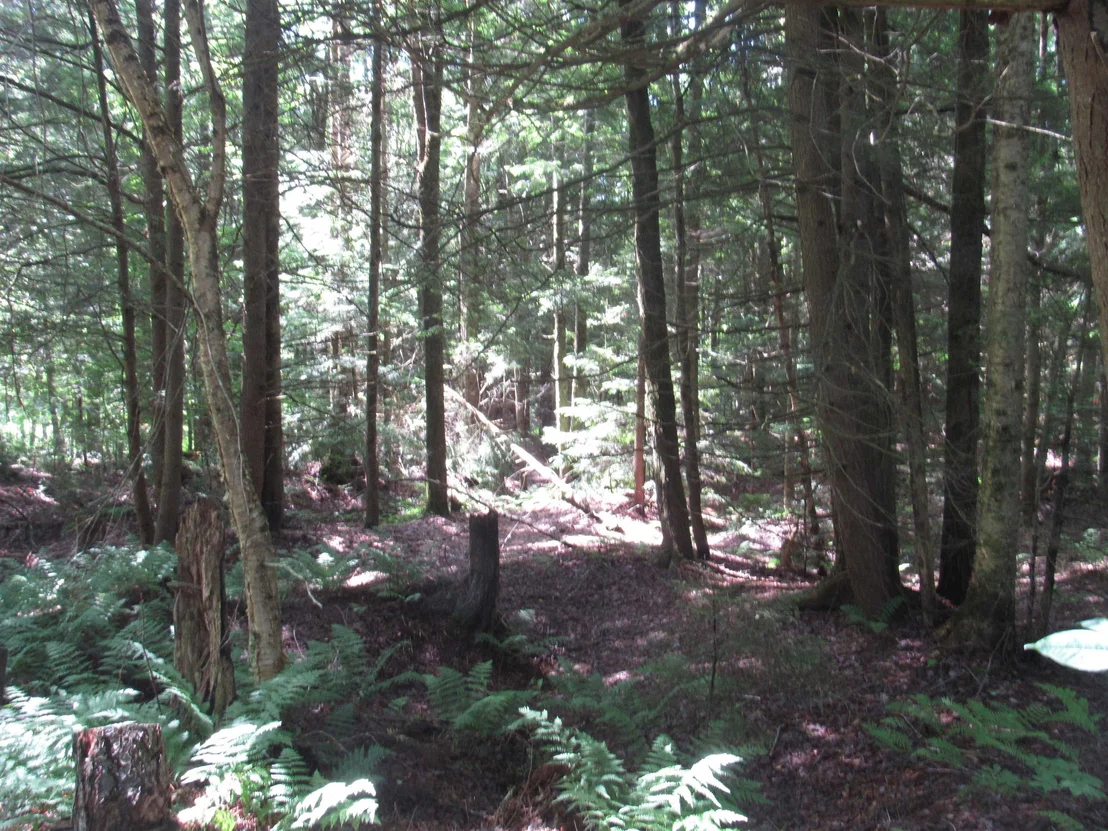 Photo of 1239 Baldwin Brook