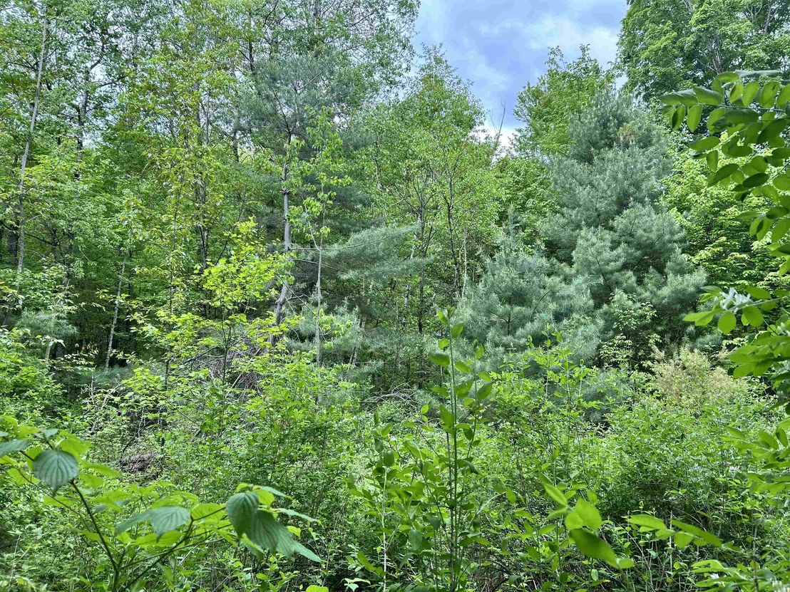 Photo of Lot 48 Sugar Hill
