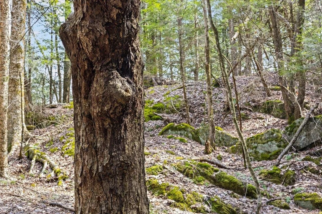 Photo of Lots 2 & 3 Hemlock