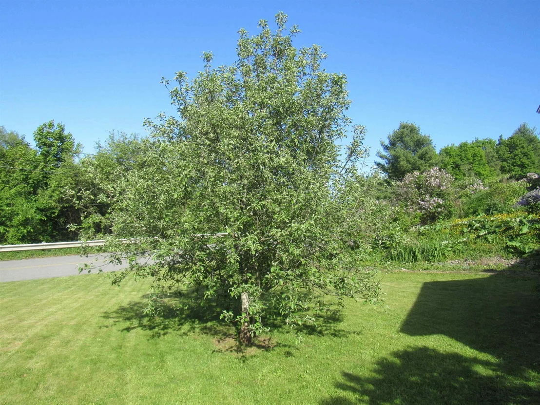 Photo of 77 Maple