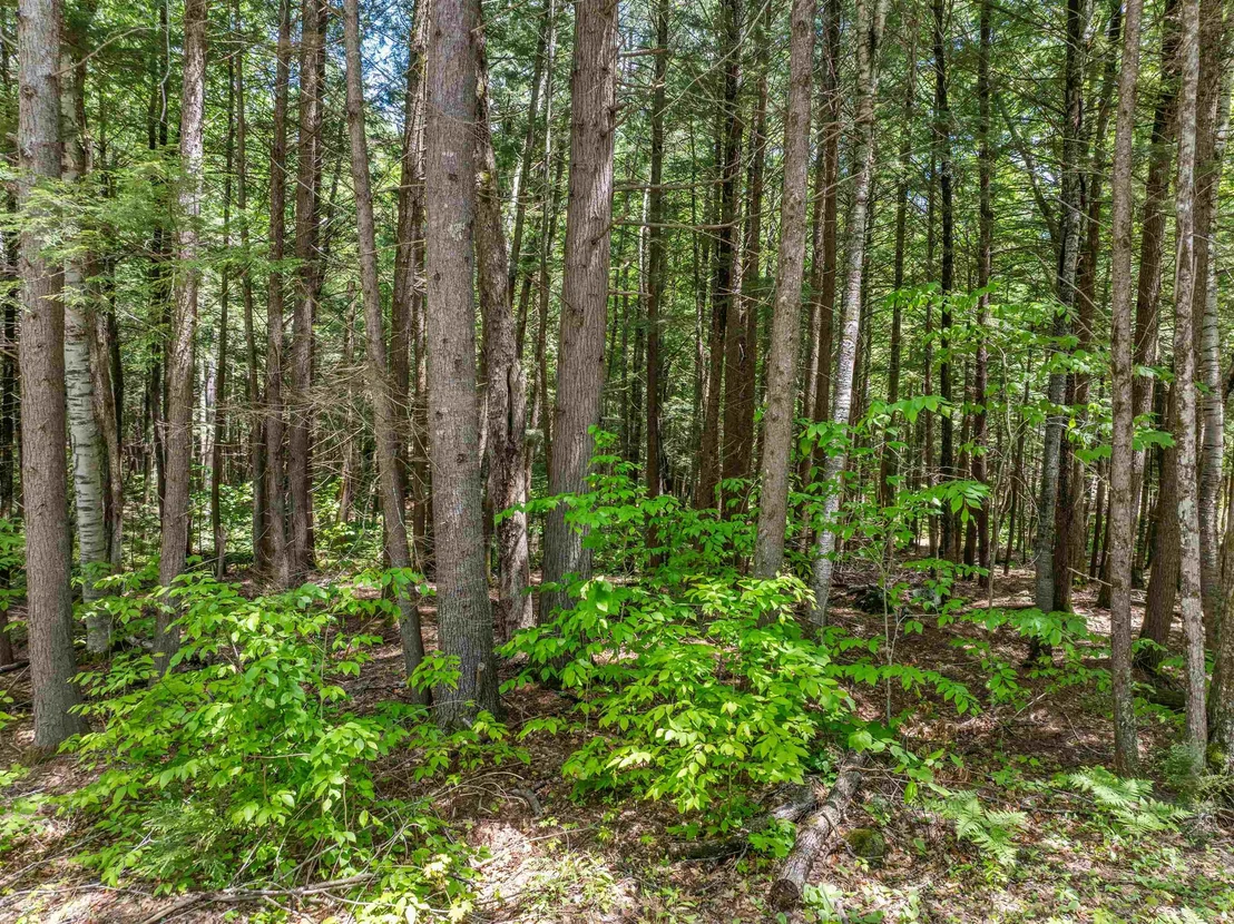 Photo of 47 Forest Pond