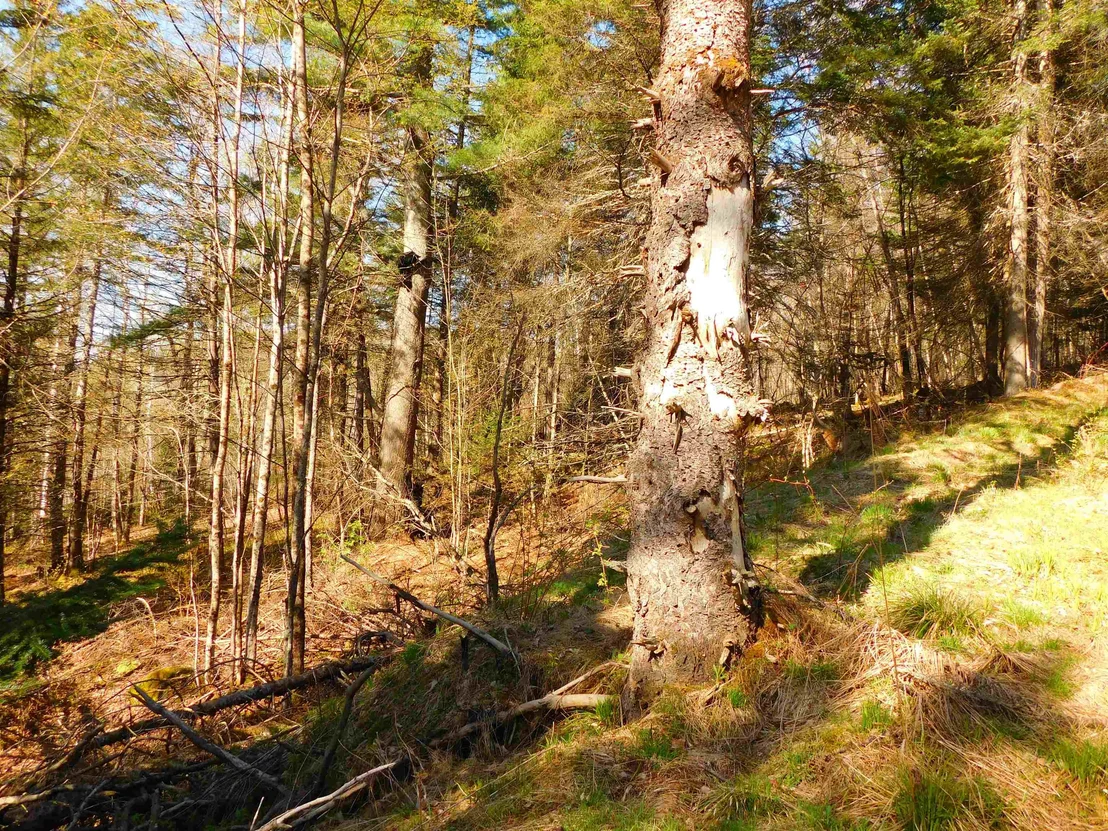 Photo of 0 Piper Hill