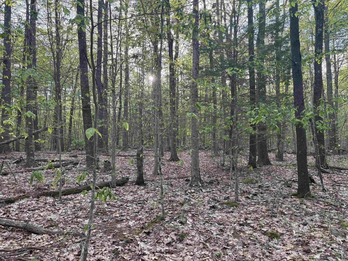 Photo of Lot 80 Currier