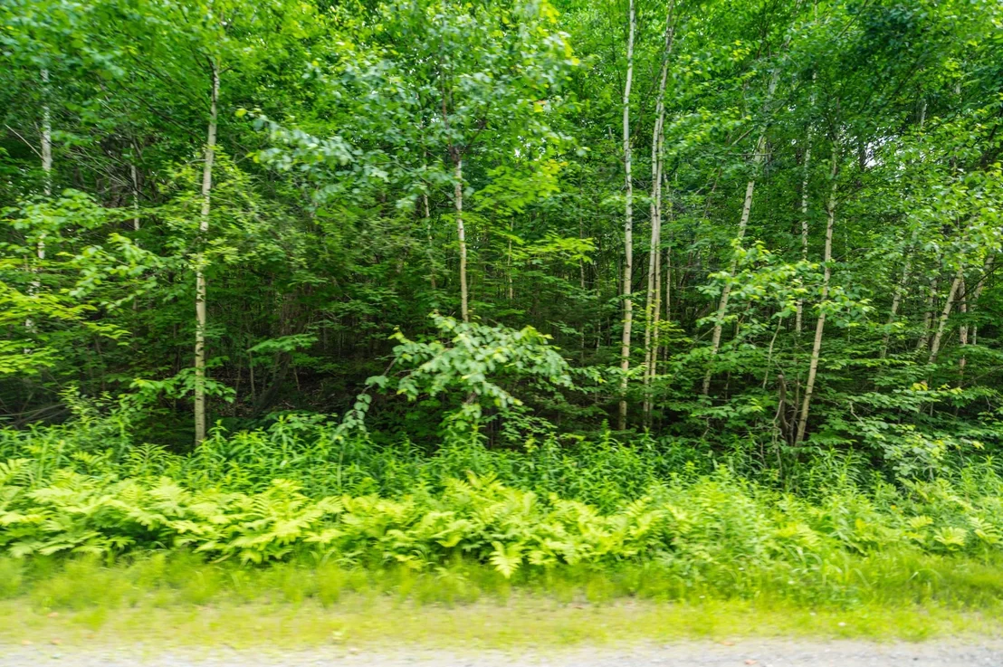 Photo of 31 Woodsman