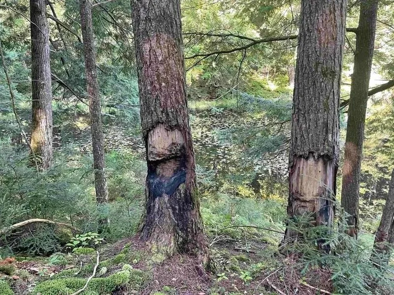 Photo of 00 Brown