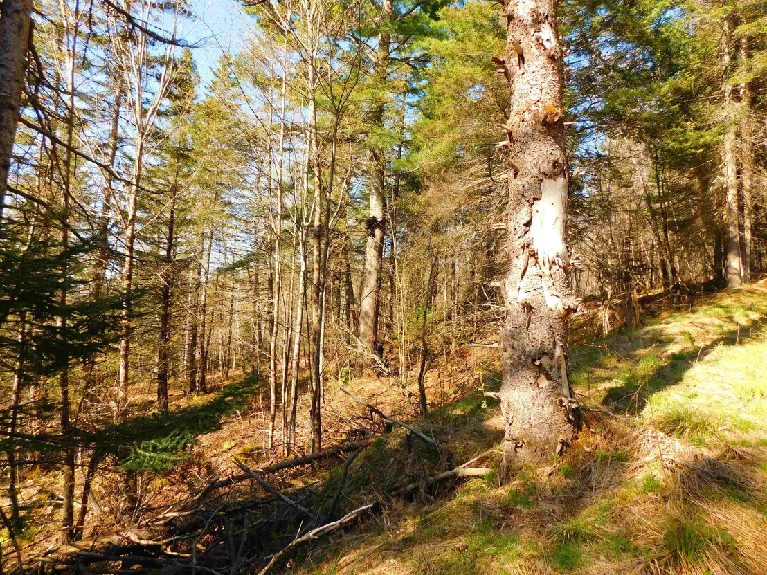 Photo of 0 Piper Hill