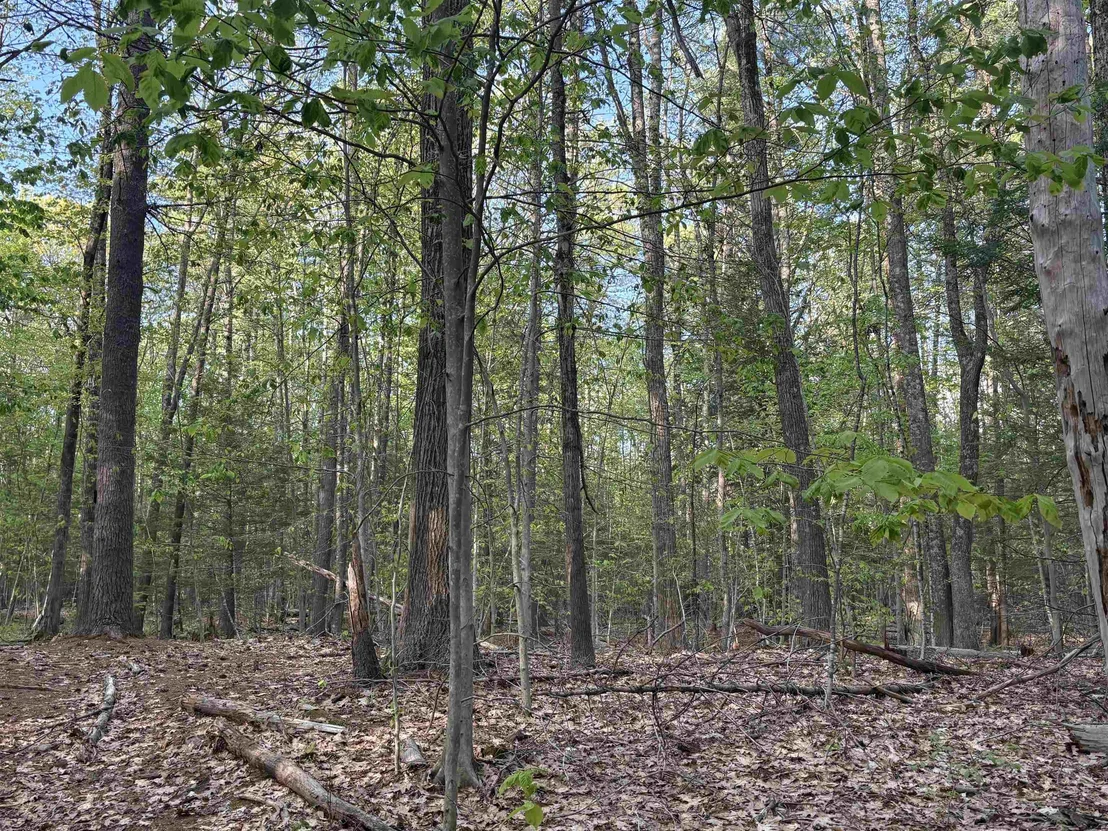Photo of Lot 80 Currier