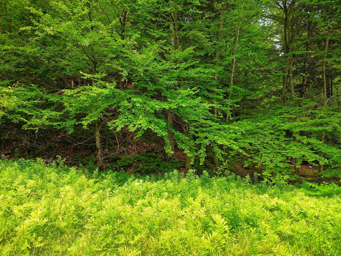 Photo of 341 Seavers Brook