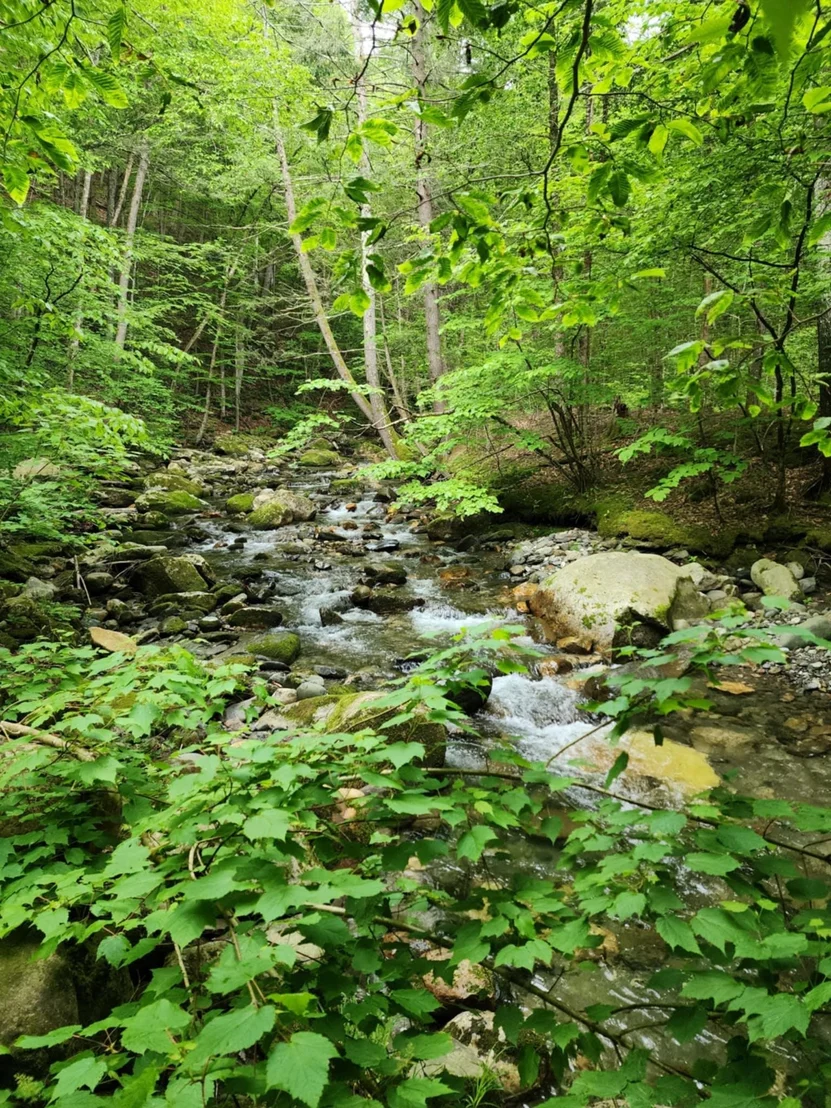 Photo of 183 Bear Hill