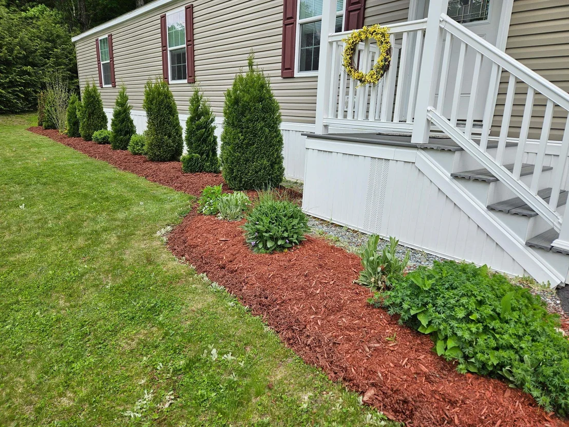 Photo of 4 Hemlock