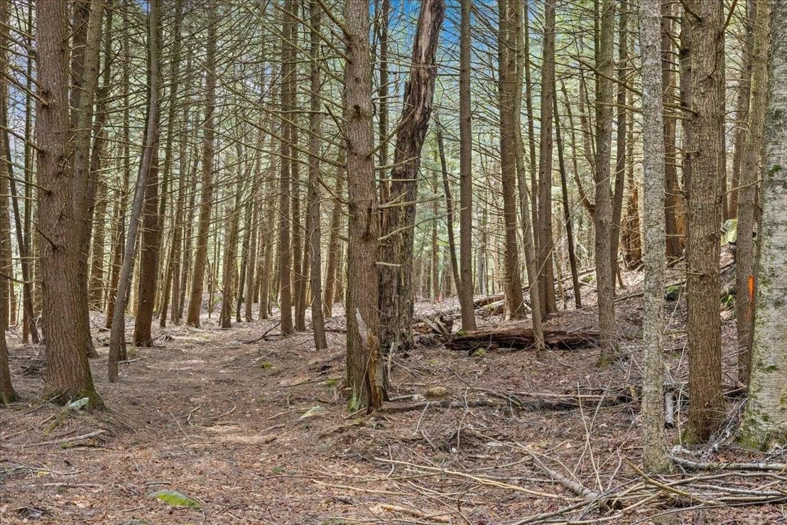 Photo of Lot 3 Hemlock