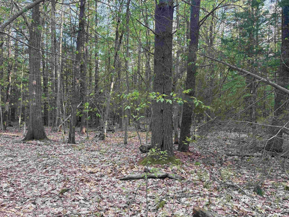 Photo of Lot 80 Currier