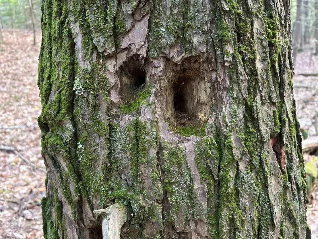 Photo of 65 Case