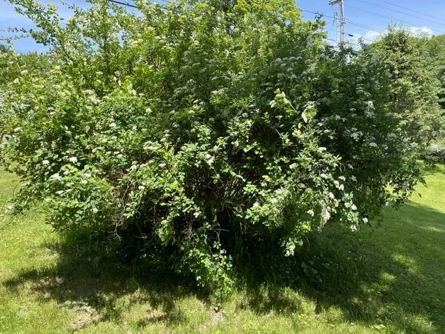 Photo of 98 Greenleaf