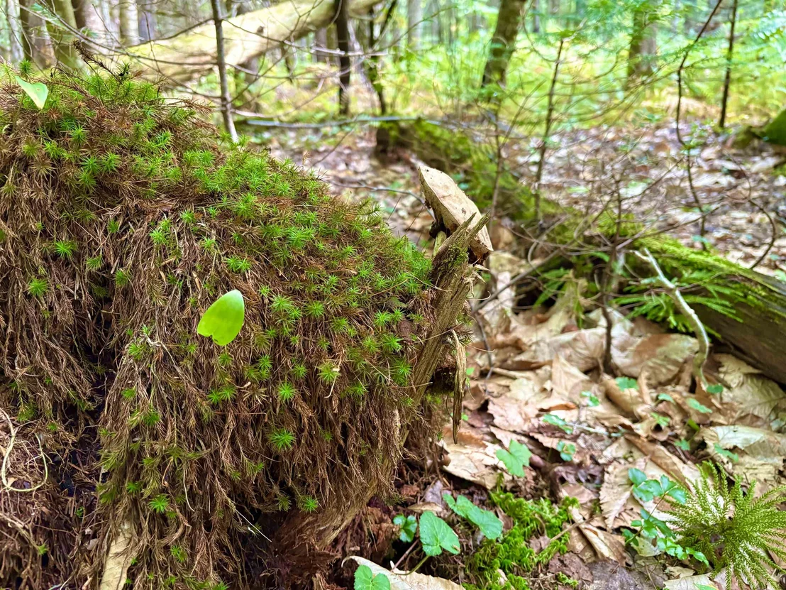 Photo of 0 Partridge Hollow