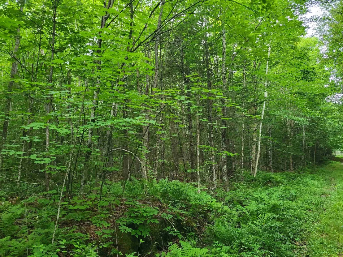 Photo of Lot 2 Bear Mountain