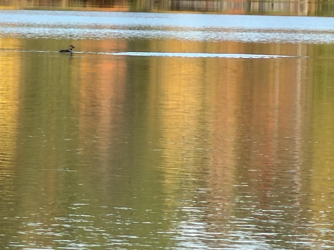 Photo of 40 White Pond