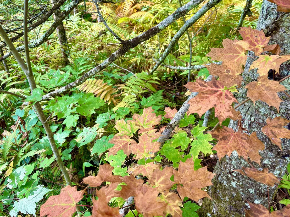 Photo of 0 Partridge Hollow