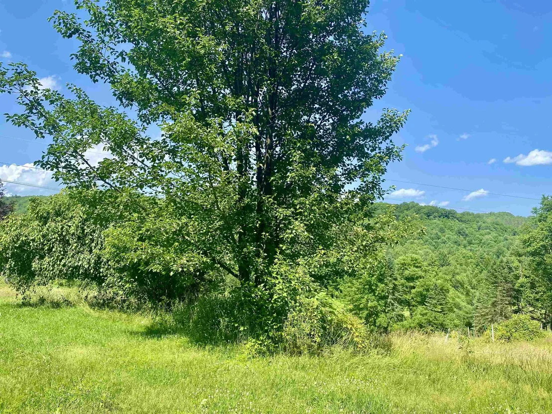 Photo of 90 Limey