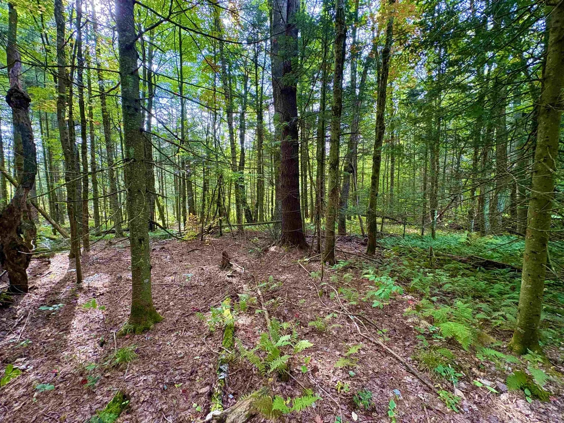 Photo of 0 Partridge Hollow