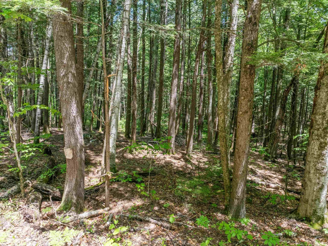 Photo of 47 Forest Pond