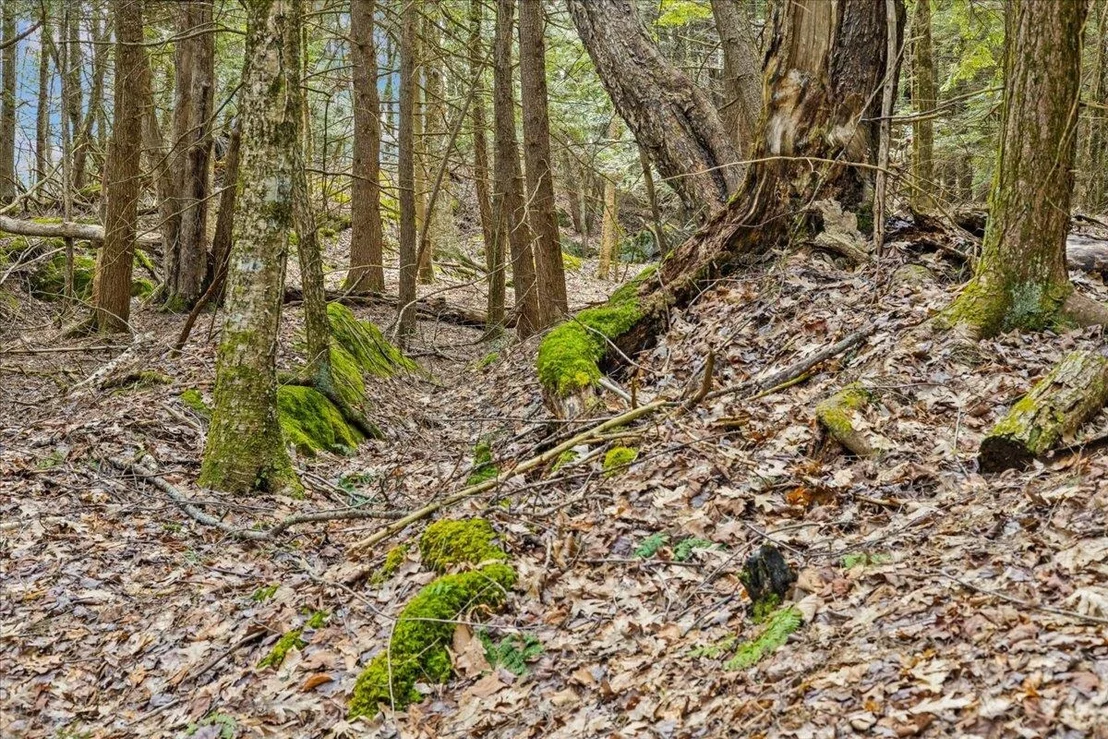Photo of Lots 2 & 3 Hemlock
